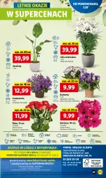 Gazetka promocyjna Lidl - GAZETKA - Gazetka - ważna od 05.07 do 05.07.2023 - strona 59 - produkty: Campanula, Sok, Por, Gry, Gerber, Cień, O nas, Mola, Bukiet