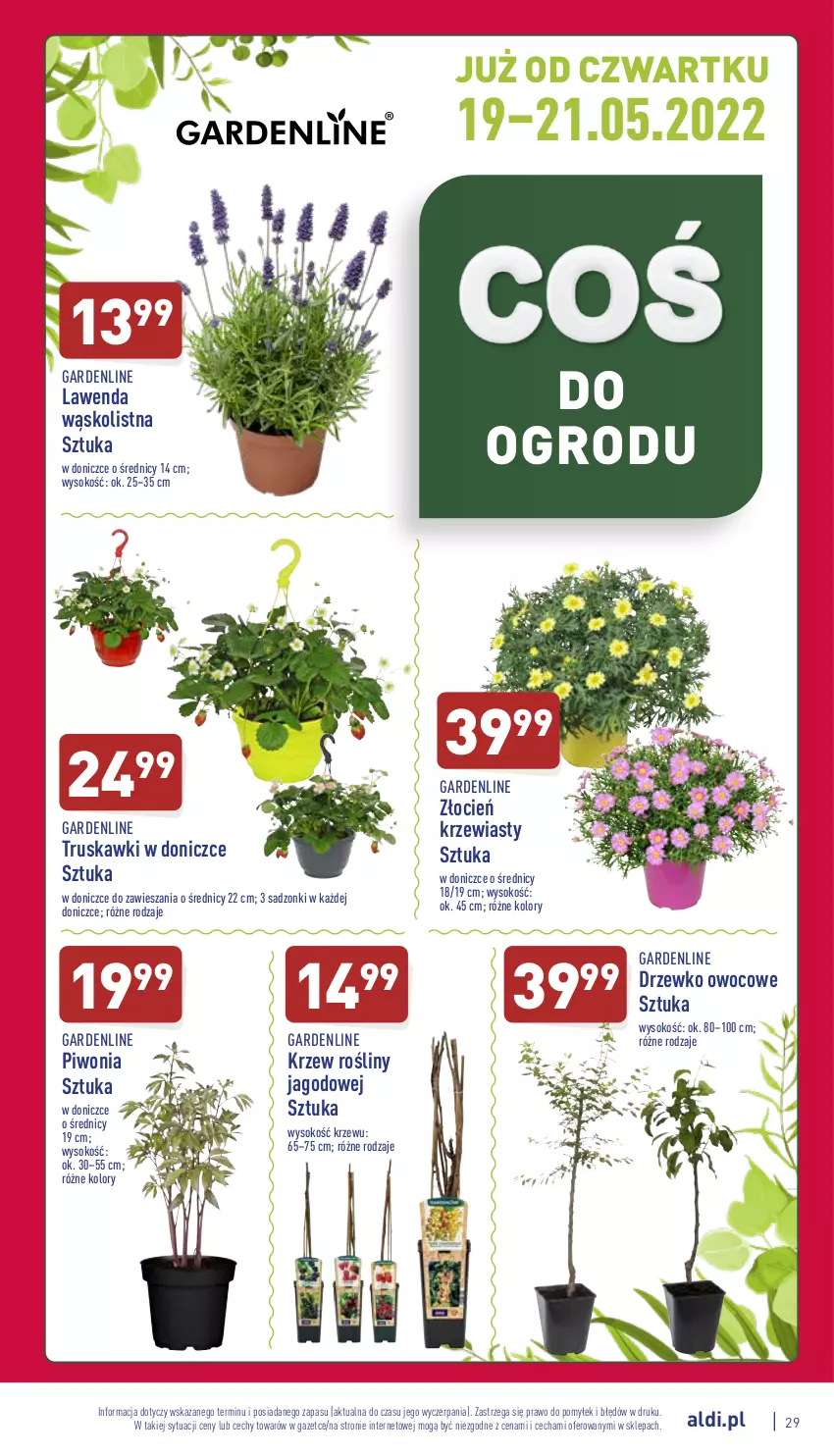 Gazetka promocyjna Aldi - Pełny katalog - ważna 16.05 do 21.05.2022 - strona 29 - produkty: Cień, Piwo, Sok, Truskawki