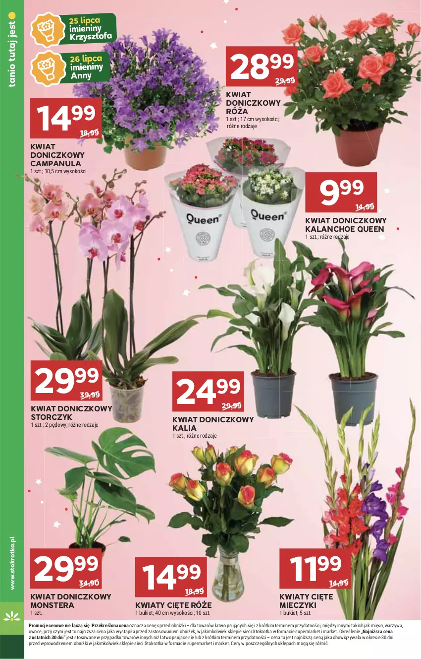 Gazetka promocyjna Stokrotka - Supermarket - ważna 24.07 do 31.07.2024 - strona 10 - produkty: Campanula, HP, Kalanchoe, Kwiaty cięte, Miecz, Róża, Sos, Storczyk, Tera