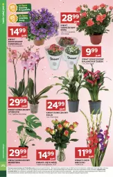 Gazetka promocyjna Stokrotka - Supermarket - Gazetka - ważna od 31.07 do 31.07.2024 - strona 10 - produkty: Campanula, Sos, Róża, Kwiaty cięte, Kalanchoe, Tera, Storczyk, Miecz, HP