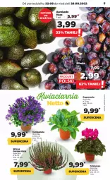 Gazetka promocyjna Netto - Artykuły spożywcze - Gazetka - ważna od 28.08 do 28.08.2022 - strona 5 - produkty: Campanula, Cyklamen