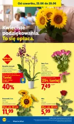 Gazetka promocyjna Lidl - Gazetka ważna od 25.06 do 28.06 - Gazetka - ważna od 28.06 do 28.06.2026 - strona 40 - produkty: Gra, Róża, Storczyk, Bukiet, Grafika