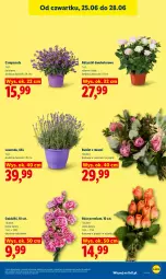 Gazetka promocyjna Lidl - Gazetka ważna od 25.06 do 28.06 - Gazetka - ważna od 28.06 do 28.06.2026 - strona 41 - produkty: Campanula, Róża, Bukiet