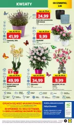 Gazetka promocyjna Lidl - GAZETKA - Gazetka - ważna od 07.06 do 07.06.2025 - strona 51 - produkty: Sok, Por, Gra, Cień, O nas, Portal, Laur, Storczyk, Mola, Bukiet, Osłonka
