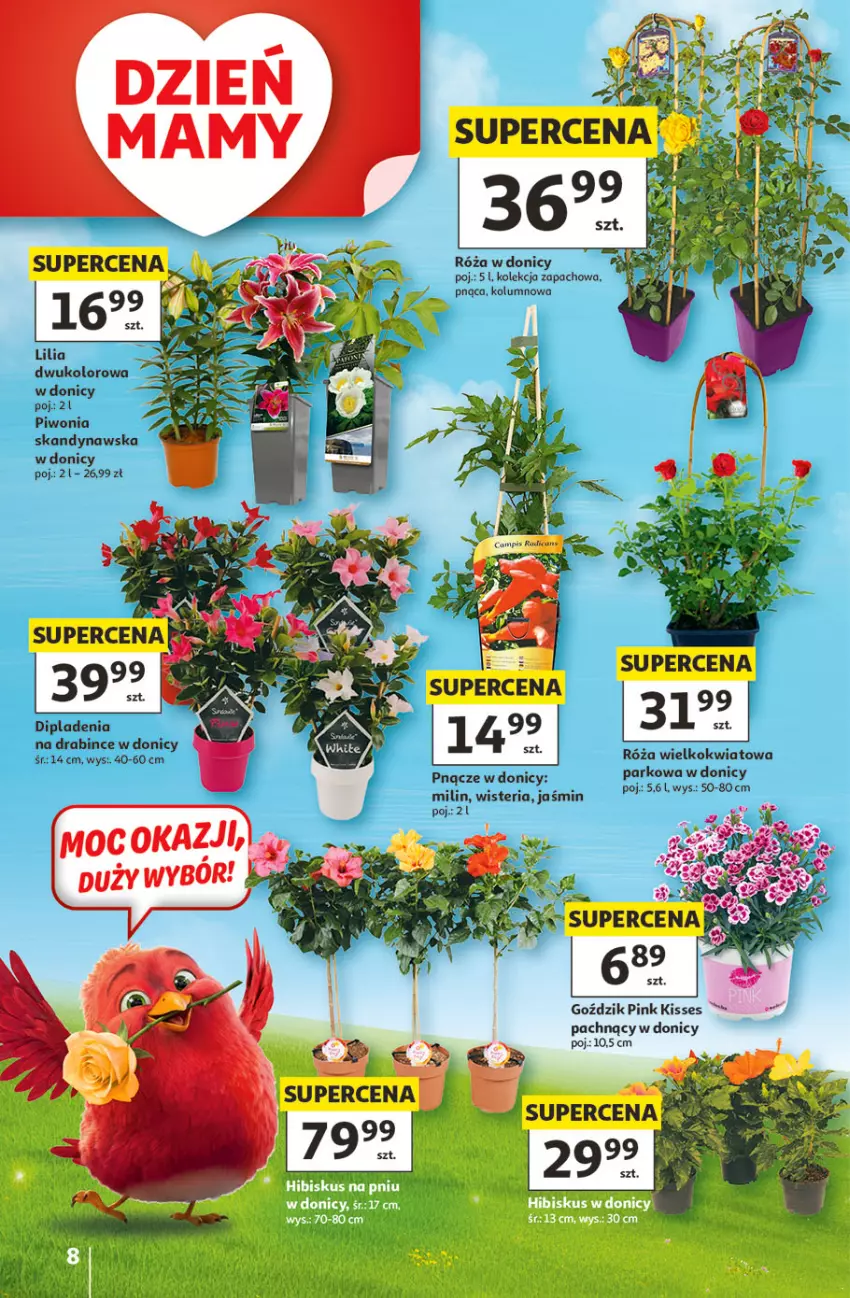 Gazetka promocyjna Auchan - Gazetka 30 Lat Hipermarket Auchan - ważna 21.05 do 27.05.2026 - strona 8 - produkty: Piwo, Róża
