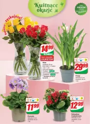 Gazetka promocyjna Dino - Gazetka 14 / 2024 - Gazetka - ważna od 09.04 do 09.04.2024 - strona 51 - produkty: Sok, Prymula, Kalanchoe, Bukiet