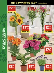 Gazetka promocyjna Delikatesy Centrum - Franczyza DC29 Czwartek - Gazetka - ważna od 23.07 do 23.07.2025 - strona 14 - produkty: Dron, Bukiet, Fa