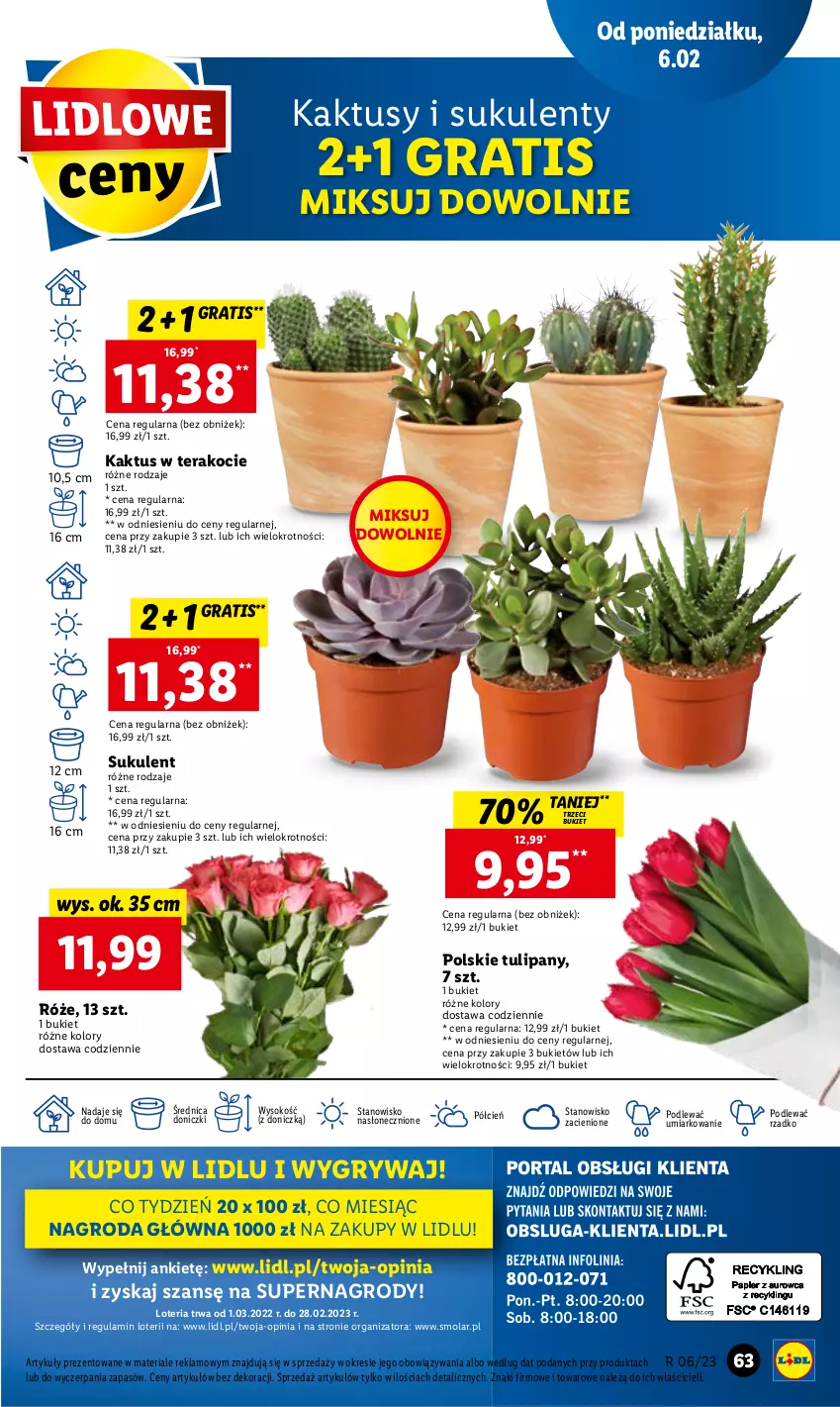 Gazetka promocyjna Lidl - GAZETKA - ważna 06.02 do 08.02.2023 - strona 65 - produkty: Bukiet, Cień, Gra, Gry, Kaktus, Koc, Mola, O nas, Sok, Sukulent, Tera, Tulipan