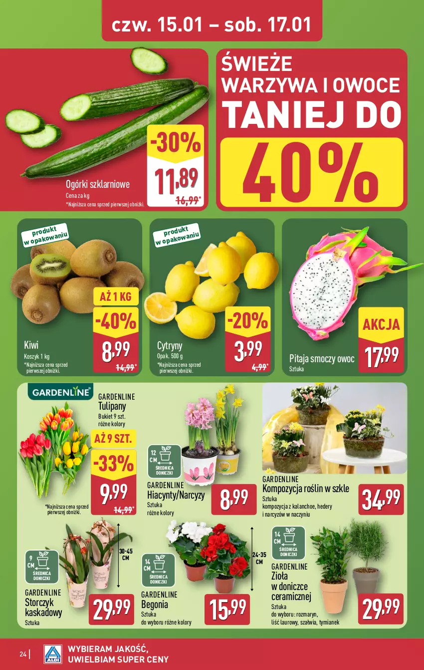 Gazetka promocyjna Aldi - Pełna oferta - ważna 12.11.2026 do 17.01.2027 - strona 24 - produkty: Bukiet, Cytryny, Hiacynt, Kalanchoe, Kask, Kiwi, Kosz, Laur, Narcyz, Owoce, Storczyk, Tulipan, Warzywa, Warzywa i owoce, Zioła w doniczce