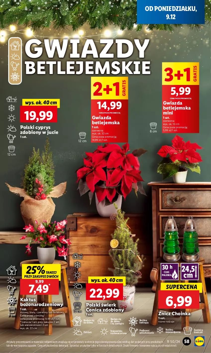 Gazetka promocyjna Lidl - GAZETKA - ważna 09.12 do 11.12.2024 - strona 61 - produkty: Choinka, Cień, Gra, Gwiazda, Inka, Kaktus, O nas, Por, Znicz