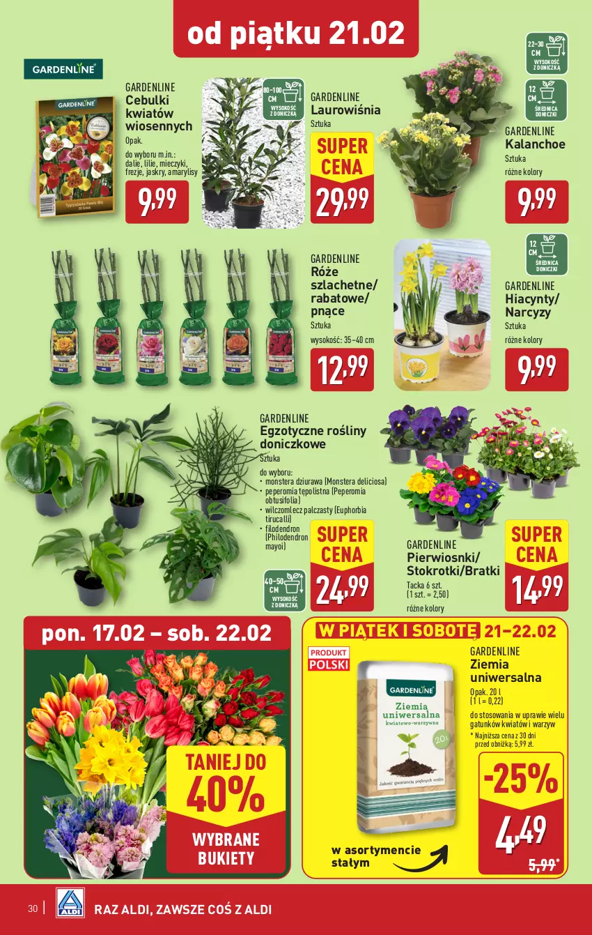 Gazetka promocyjna Aldi - Pełna oferta - ważna 17.02 do 22.02.2025 - strona 30 - produkty: Amarylis, Bukiet, Dron, Hiacynt, Kalanchoe, Laur, Miecz, Narcyz, Sok, Tera