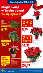 Gazetka promocyjna Lidl - GAZETKA - Gazetka - ważna od 17.12 do 17.12.2025 - strona 30 - produkty: Sos, Sok, Gra, Kaktus, Kask, Gwiazda
