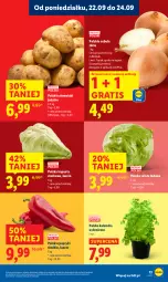 Gazetka promocyjna Lidl - GAZETKA - Gazetka - ważna od 24.09 do 24.09.2025 - strona 19 - produkty: Gra, Sałata lodowa, Kolendra, Ziemniaki, Sałat