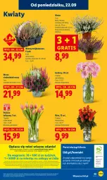 Gazetka promocyjna Lidl - GAZETKA - Gazetka - ważna od 24.09 do 24.09.2025 - strona 64 - produkty: Por, Gra, Gerber, Papier, Tulipan, Portal, Laur, Mola, Bukiet