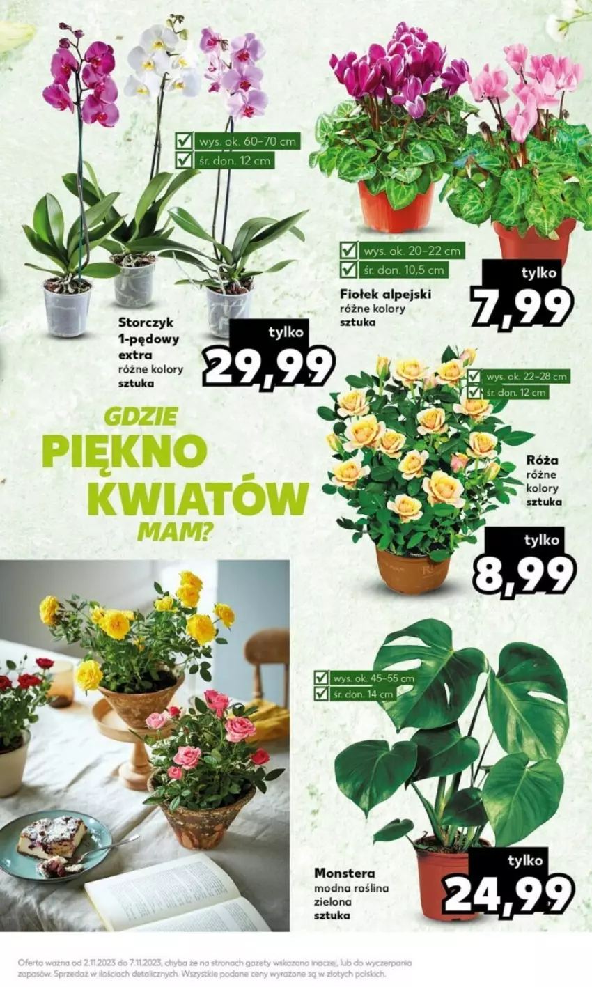 Gazetka promocyjna Kaufland - ważna 06.11 do 07.11.2023 - strona 5 - produkty: Storczyk, Tera