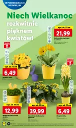 Gazetka promocyjna Lidl - GAZETKA - Gazetka - ważna od 05.04 do 05.04.2023 - strona 20 - produkty: Hiacynt, Gerber, Prymula, Kalanchoe