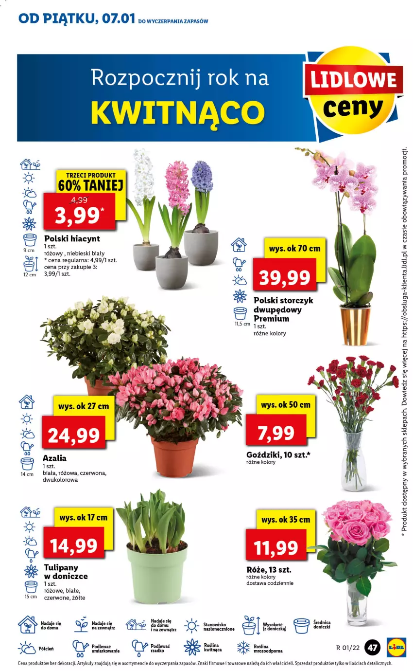 Gazetka promocyjna Lidl - GAZETKA - ważna 07.01 do 09.01.2022 - strona 47 - produkty: Cień, Hiacynt, Storczyk, Tulipan