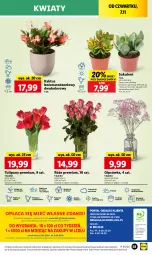 Gazetka promocyjna Lidl - GAZETKA - Gazetka - ważna od 09.11 do 09.11.2024 - strona 61 - produkty: Sok, Por, Gra, Tulipan, Kaktus, Cień, O nas, Mola, Bukiet, Sukulent