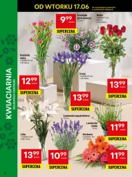Gazetka promocyjna Delikatesy Centrum - Franczyza DC25 Poniedziałek - Gazetka - ważna od 22.06 do 22.06.2025 - strona 8 - produkty: Gerber, Róża, Bukiet