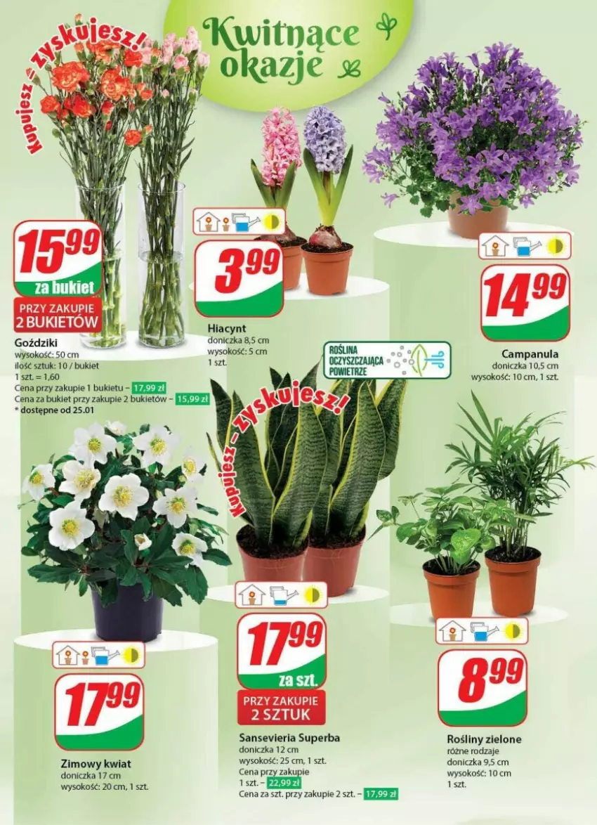 Gazetka promocyjna Dino - ważna 24.01 do 30.01.2024 - strona 38 - produkty: Bukiet, Campanula, Hiacynt, Sok