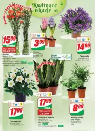 Gazetka promocyjna Dino - Gazetka - ważna od 30.01 do 30.01.2024 - strona 38 - produkty: Campanula, Sok, Hiacynt, Bukiet