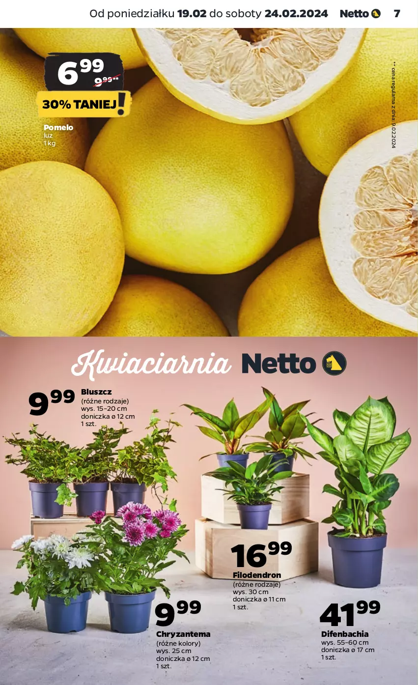 Gazetka promocyjna Netto - Artykuły spożywcze - ważna 19.02 do 24.02.2024 - strona 7 - produkty: Chia, Chryzantema, Dron, NBA, Pomelo