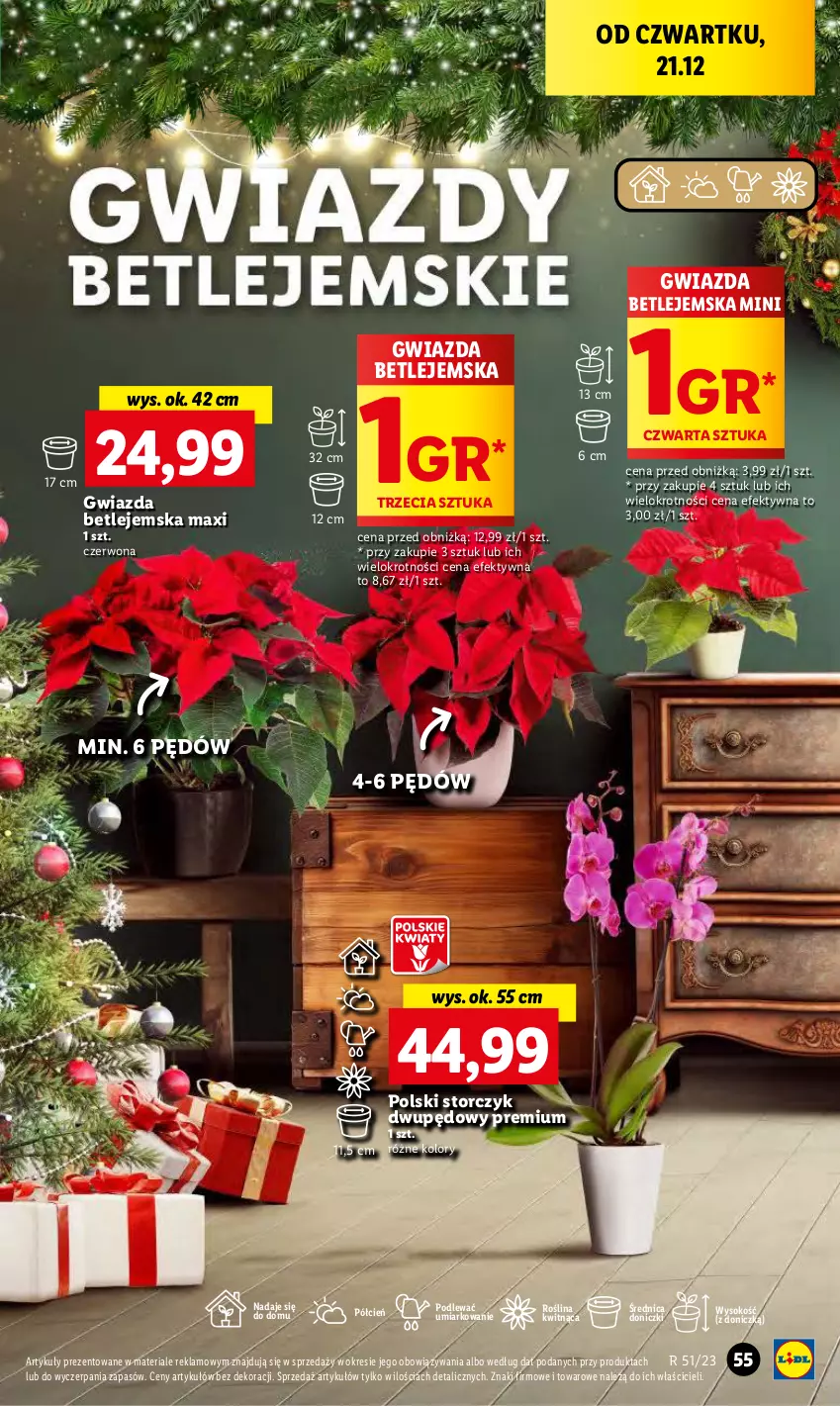 Gazetka promocyjna Lidl - GAZETKA - ważna 21.12 do 23.12.2023 - strona 59 - produkty: Cień, Gwiazda, Sok, Storczyk