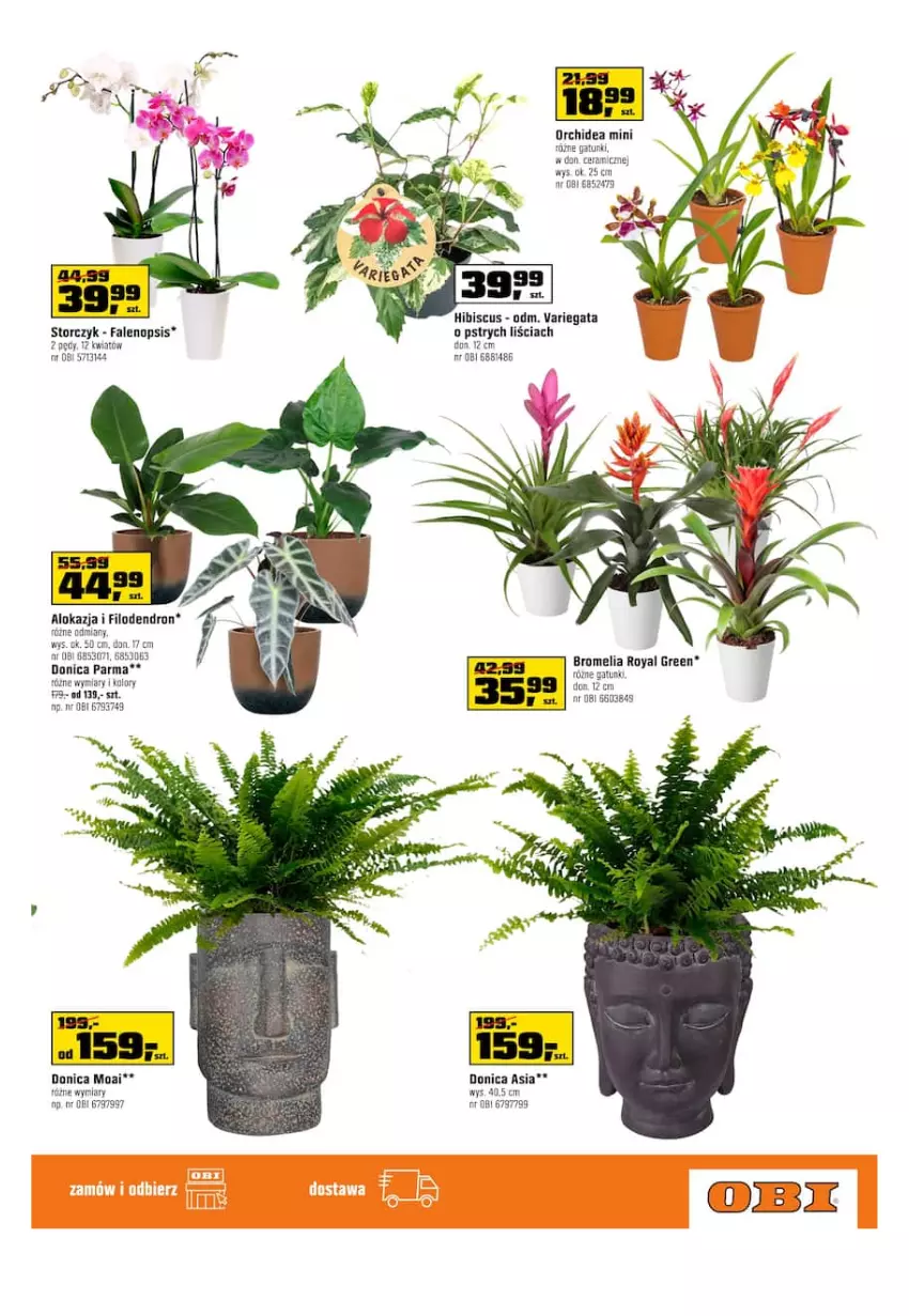 Gazetka promocyjna Obi - Gazetka OBI - ważna 02.03 do 15.03.2022 - strona 3 - produkty: Bromelia, Fa, Storczyk