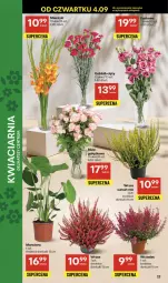 Gazetka promocyjna Delikatesy Centrum - Franczyza DC36 Czwartek - Gazetka - ważna od 10.09 do 10.09.2025 - strona 22 - produkty: Tera, Bukiet, Miecz