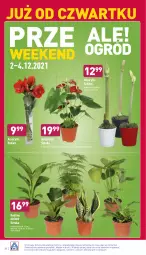 Gazetka promocyjna Aldi - Katalog spożywczy - Gazetka - ważna od 04.12 do 04.12.2021 - strona 28 - produkty: Sok, Amarylis, Bukiet