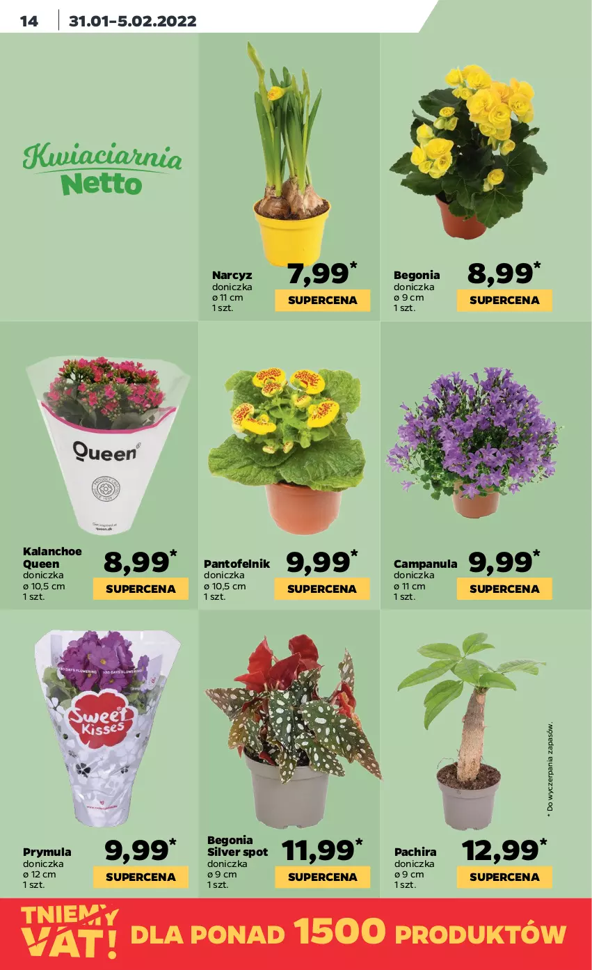 Gazetka promocyjna Netto - Gazetka spożywcza - ważna 31.01 do 05.02.2022 - strona 14 - produkty: Campanula, Kalanchoe, Narcyz, Prymula