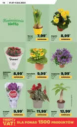 Gazetka promocyjna Netto - Gazetka spożywcza - Gazetka - ważna od 05.02 do 05.02.2022 - strona 14 - produkty: Campanula, Prymula, Kalanchoe, Narcyz