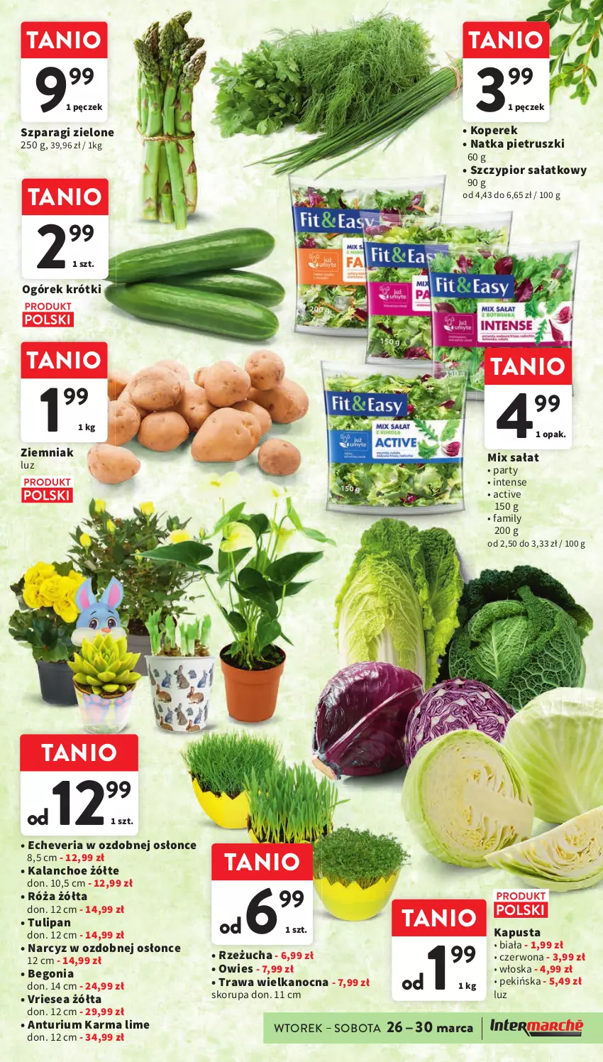 Gazetka promocyjna Intermarche - Gazetka Intermarche - ważna 26.03 do 30.03.2024 - strona 25 - produkty: Fa, Kalanchoe, Narcyz, Natka pietruszki, Ogórek, Róża, Rzeżucha, Sałat, Tulipan