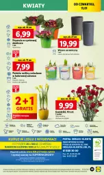 Gazetka promocyjna Lidl - GAZETKA - Gazetka - ważna od 13.01 do 13.01.2024 - strona 45 - produkty: Sok, Por, Gry, Gra, Hiacynt, Prymula, Granat, Cynk, Cień, O nas, Wazon, Mola, Bukiet, Narcyz, Krokus