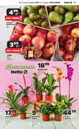 Gazetka promocyjna Netto - Artykuły spożywcze - Gazetka - ważna od 10.11 do 10.11.2023 - strona 5 - produkty: Kalanchoe, Storczyk, Bromelia