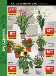 Gazetka promocyjna Delikatesy Centrum - Franczyza DC27 Czwartek - Gazetka - ważna od 09.07 do 09.07.2025 - strona 16 - produkty: Kurkuma, Laur, Bukiet