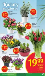 Gazetka promocyjna Delikatesy Centrum - Gazetka DC12 - Gazetka - ważna od 29.03 do 29.03.2023 - strona 35 - produkty: Hiacynt, Tulipan, Prymula, Wazon, Bukiet