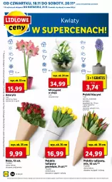 Gazetka promocyjna Lidl - GAZETKA OD 18.11 DO 21.11 - Gazetka - ważna od 21.11 do 21.11.2021 - strona 54 - produkty: Sok, Gra, Hiacynt, Tulipan, Amarylis, Bukiet, Ogród