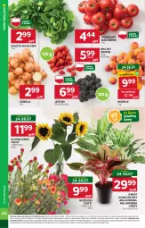 Gazetka promocyjna Stokrotka - Supermarket - Gazetka - ważna od 30.07 do 30.07.2025 - strona 6 - produkty: Cebula, Warzywa, Sałata masłowa, Jeżyny, Sałat, Maliny, Bukiet, Owoce, Masło, Pomidory, Mięso