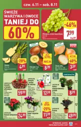 Gazetka promocyjna Aldi - Pełna oferta - Gazetka - ważna od 08.11 do 08.11.2025 - strona 31 - produkty: Cebula, Warzywa, Sok, Tulipan, Kaktus, Amarylis, Warzywa i owoce, Ananas, Kosz, Kiwi, Gwiazda, Lion, Winogrona, Bukiet, Owoce, Wino