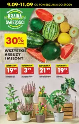 Gazetka promocyjna Biedronka - Od poniedzialku - Gazetka - ważna od 14.09 do 14.09.2024 - strona 27 - produkty: Kaktus, Arbuz, Melon