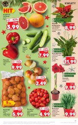 Gazetka promocyjna Kaufland - OFERTA TYGODNIA - Gazetka - ważna od 28.12 do 28.12.2021 - strona 21 - produkty: Cebula, Gin, Papryka czerwona, Papryka, Amarylis, Ziemniaki, Gwiazda, Pomidory, Grejpfrut