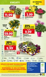 Gazetka promocyjna Lidl - GAZETKA - Gazetka - ważna od 16.03 do 16.03.2024 - strona 65 - produkty: Sok, Por, Prymula, Cień, O nas, Owoce, Sukulent