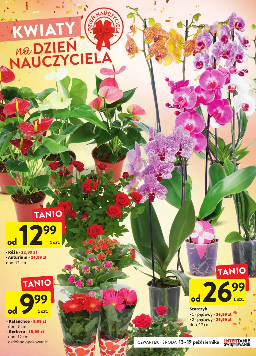 Gazetka promocyjna Intermarche - Gazetka Intermarche - ważna 13.10 do 19.10.2022 - strona 13 - produkty: Gerber, Kalanchoe, Róża, Storczyk