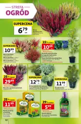 Gazetka promocyjna Auchan - Gazetka 30 Lat Hipermarket Auchan - Gazetka - ważna od 16.09 do 16.09.2026 - strona 12 - produkty: Borówka, Borówka amerykańska, Cyprysik, Nawóz, Ogród, Fa