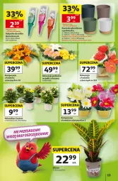 Gazetka promocyjna Auchan - Gazetka 30 Lat Hipermarket Auchan - Gazetka - ważna od 16.09 do 16.09.2026 - strona 13 - produkty: Kalanchoe