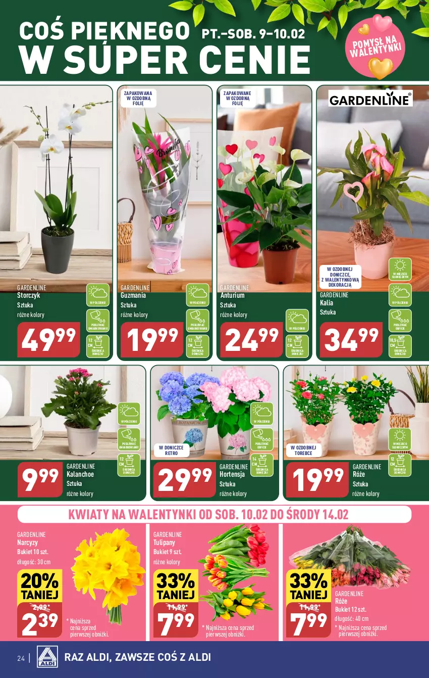 Gazetka promocyjna Aldi - Pełna oferta - ważna 05.02 do 10.02.2024 - strona 24 - produkty: Bukiet, Kalanchoe, Narcyz, Storczyk, Tulipan