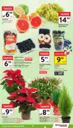 Gazetka promocyjna Intermarche - Gazetka Intermarche - Gazetka - ważna od 23.12 do 23.12.2025 - strona 33 - produkty: Gra, Borówka, Szlumbergera, Wino