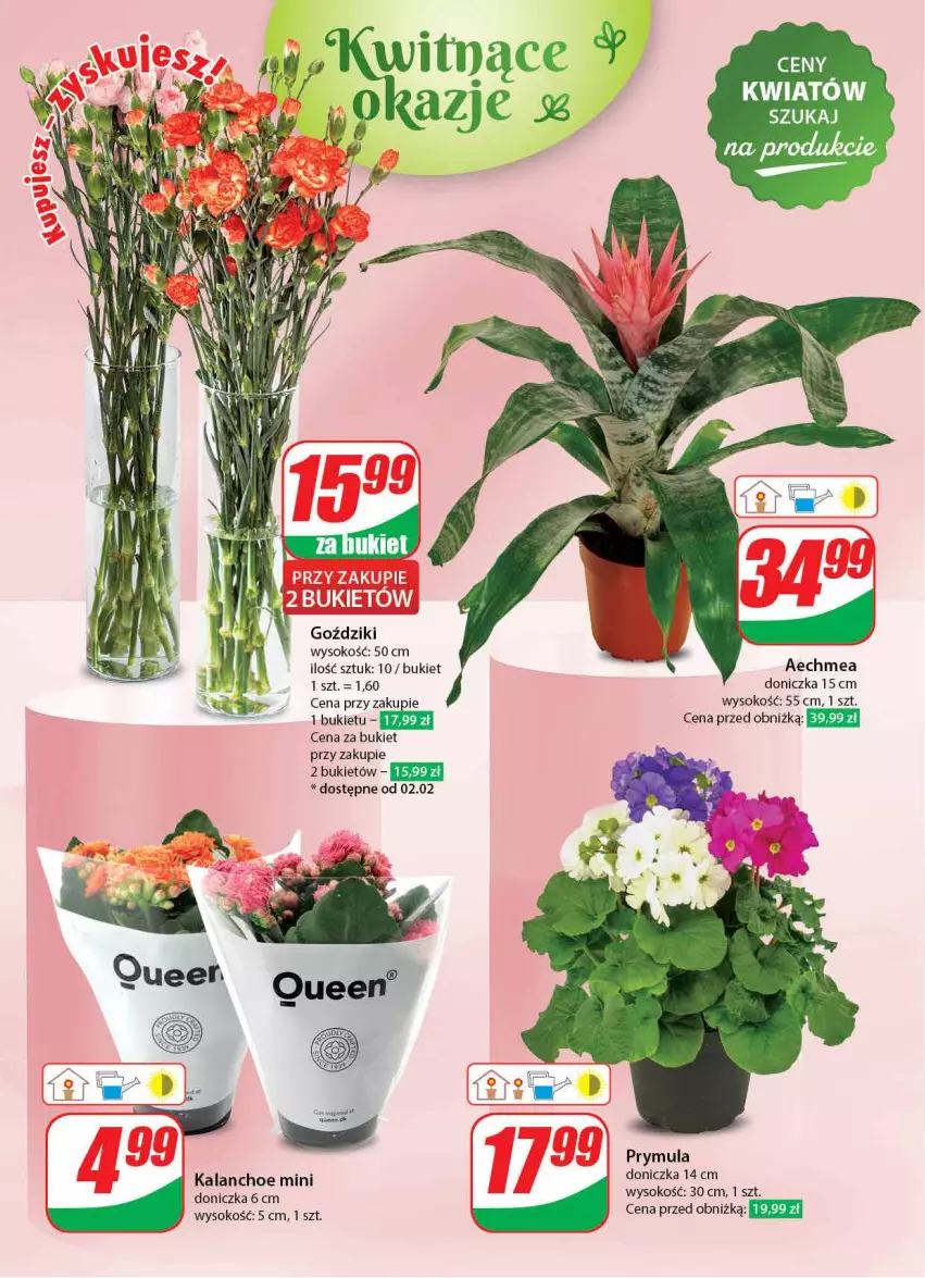 Gazetka promocyjna Dino - Gazetka 5 - ważna 30.01 do 06.02.2024 - strona 44 - produkty: Bukiet, Kalanchoe, Prymula, Sok