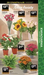 Gazetka promocyjna Delikatesy Centrum - Franczyza DC32 Czwartek - Gazetka - ważna od 12.08 do 12.08.2026 - strona 11 - produkty: Róża, Kalanchoe, Bukiet